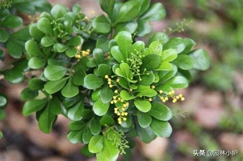 會香的花樹|庭院十大香花樹，你喜歡哪一種？